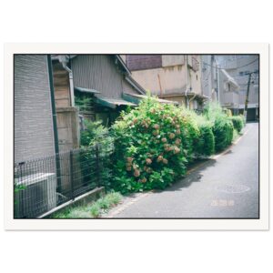 Print — 紫陽花